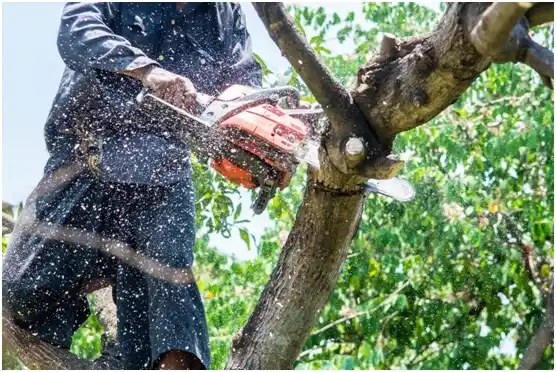 tree services Avonmore